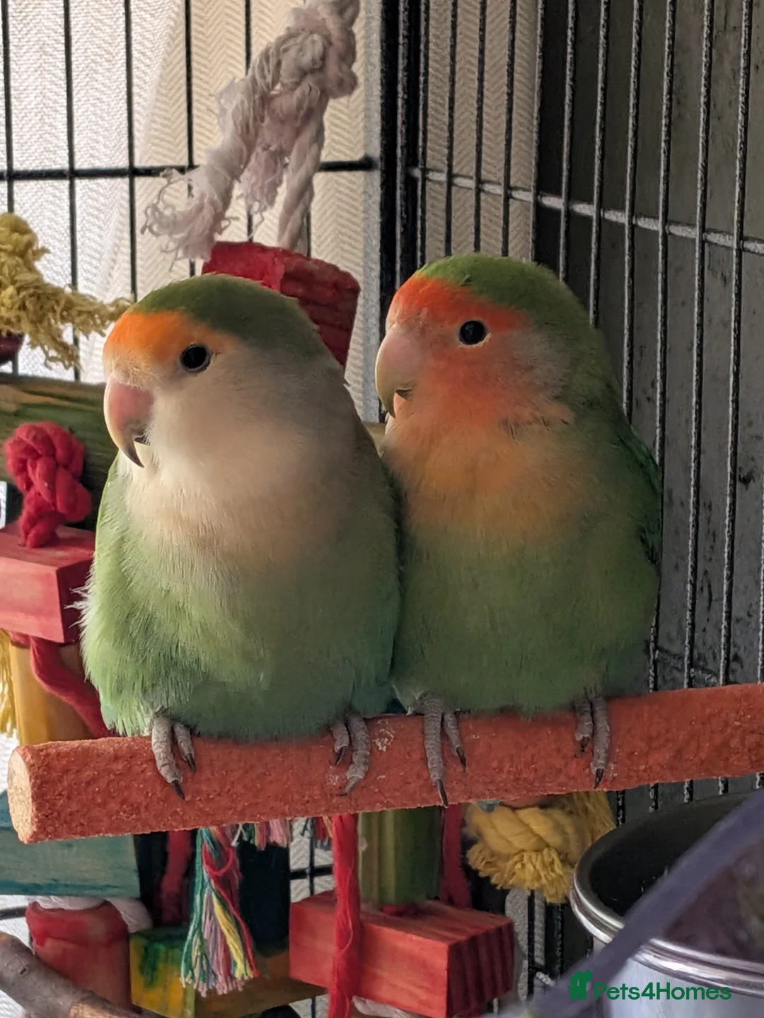 Lovebirds birds for sale: Bonded pair of lovebirds with full set up - Advert 1