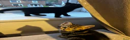 Mixed Breed cats for sale: Two kittens ready to go to their loving homes in Port Talbot - Advert 4