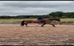 Irish Sports horses for sale: big beautiful bay 🥰 - Image 4