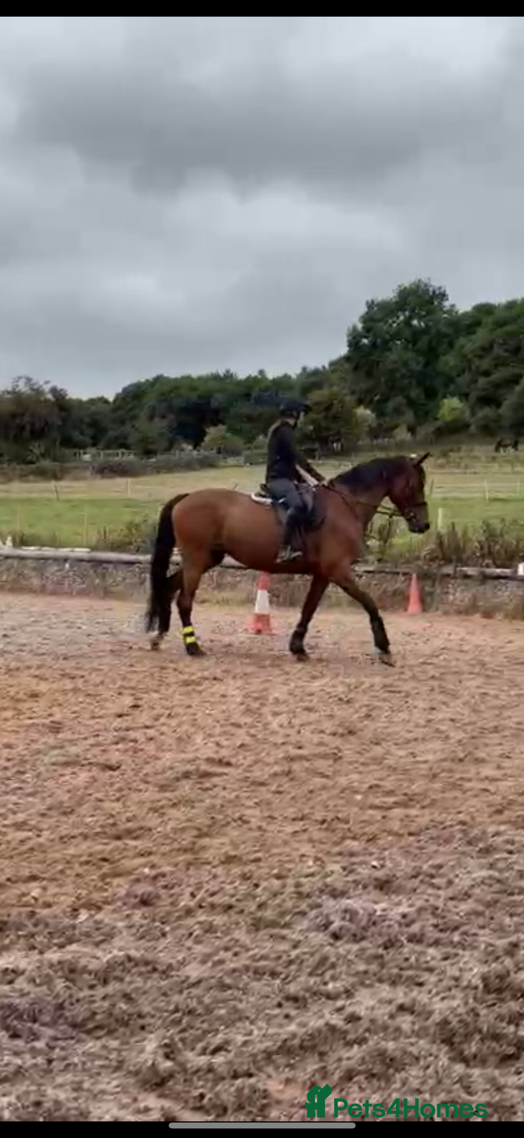 Irish Sports horses for sale: big beautiful bay 🥰 - Image 4