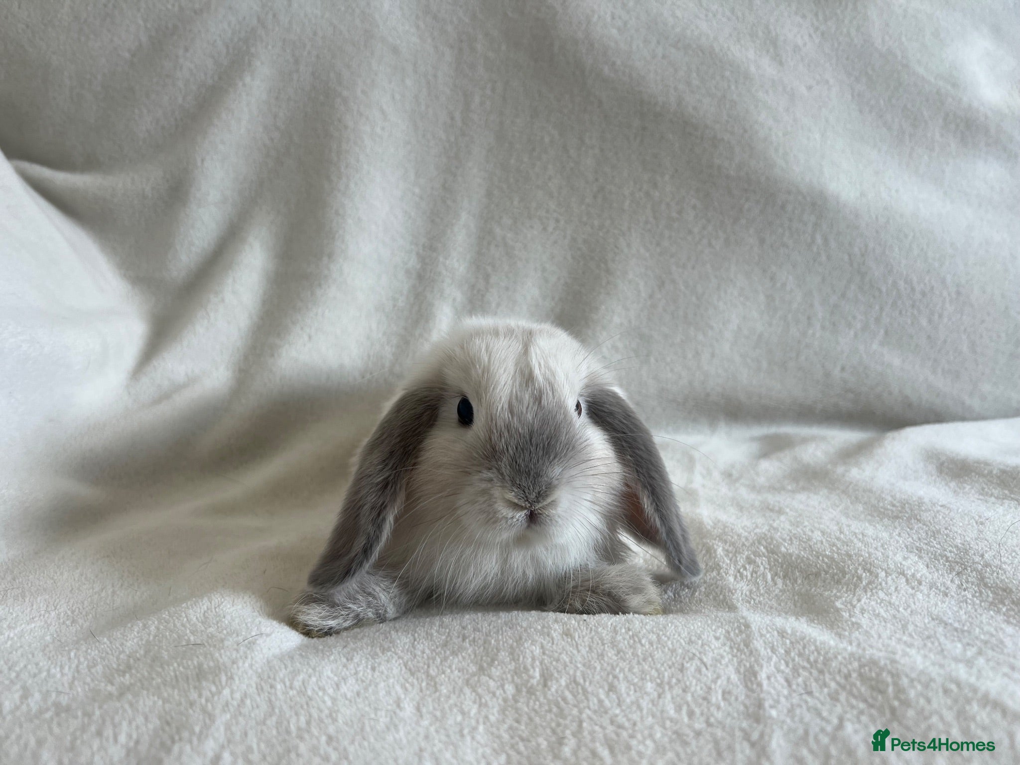 Mini Lop rabbits Mini Lops Ready to Leave Now - Advert 2