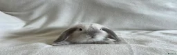 Mini Lop rabbits for sale: Mini Lops Ready to Leave Now - Advert 2
