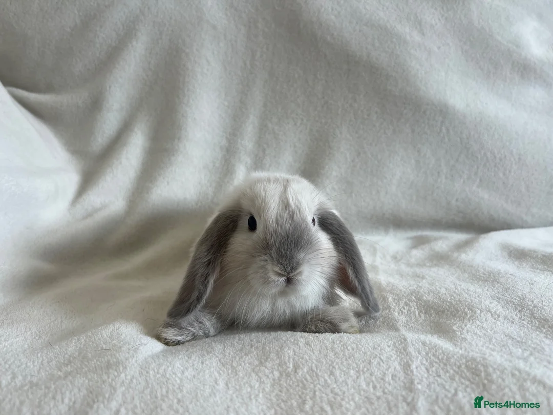 Mini Lop rabbits for sale: Mini Lops Ready to Leave Now - Advert 2