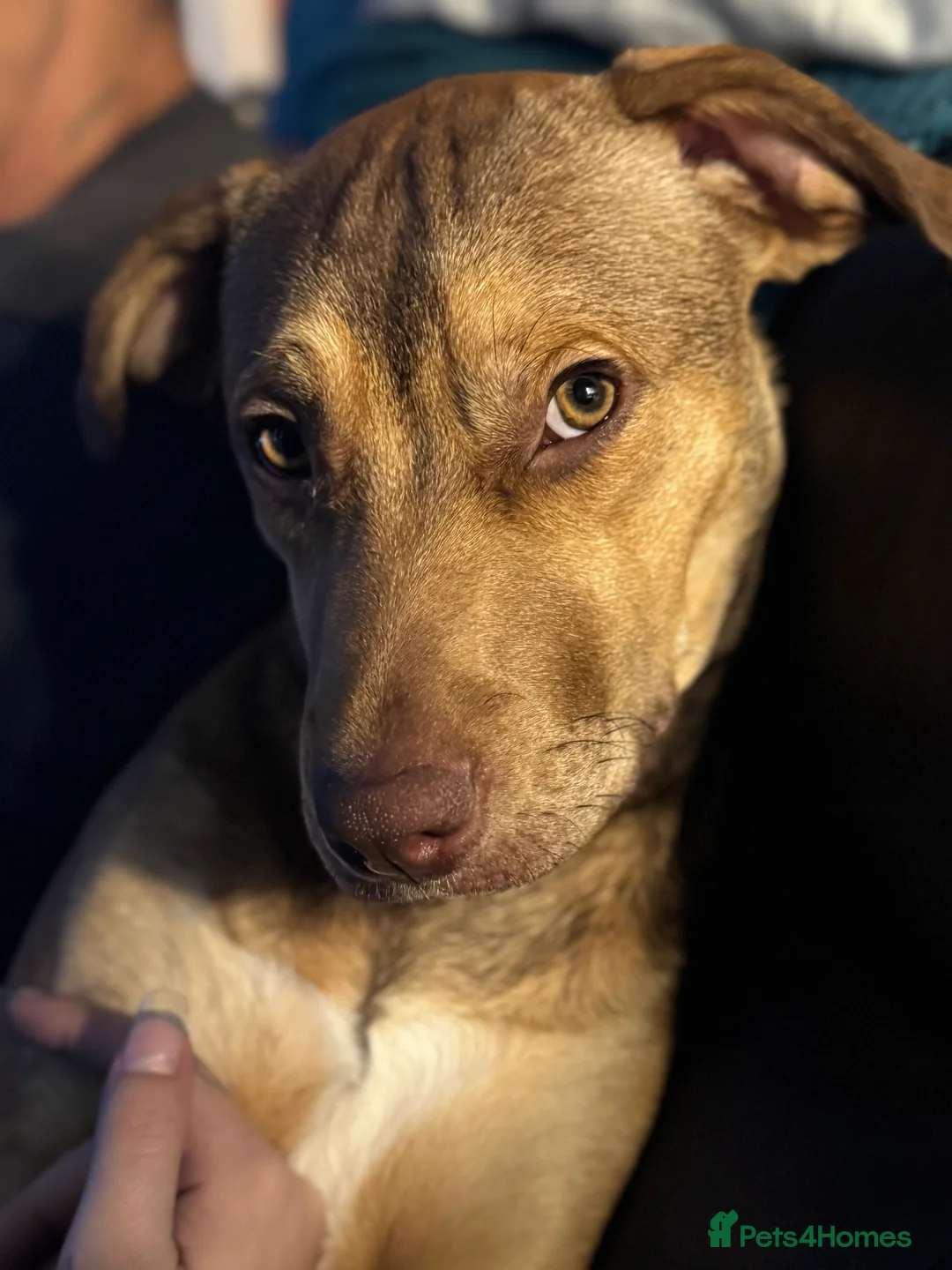 Mixed Breed dogs for sale: Japanese Akita X Staffy.  - Advert 1