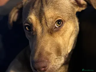 Mixed Breed dogs Japanese Akita X Staffy. - Advert 1