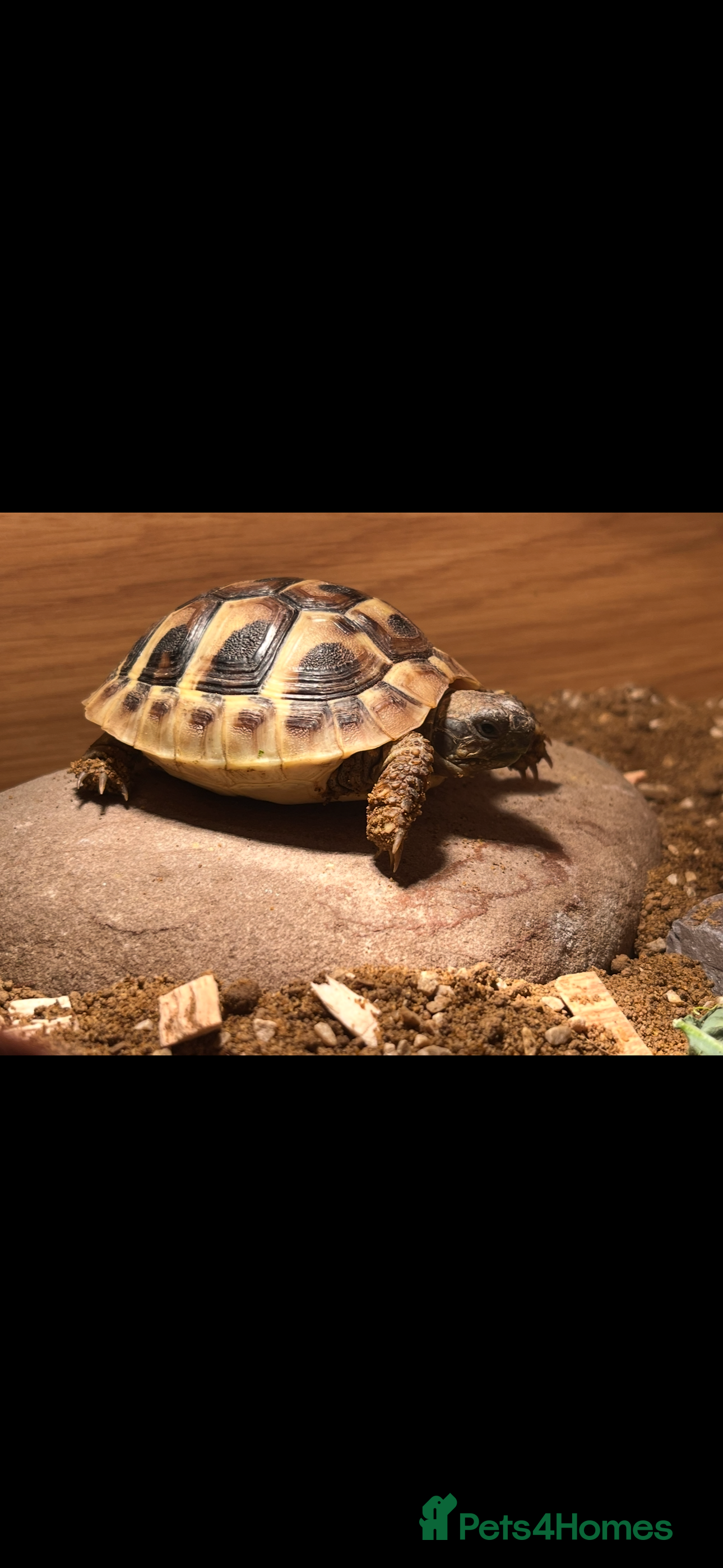Hermann Tortoise reptiles Herman Tortoise & Table - Advert 2