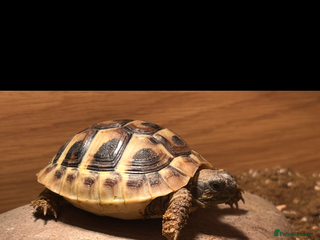 Hermann Tortoise reptiles Herman Tortoise & Table - Advert 8