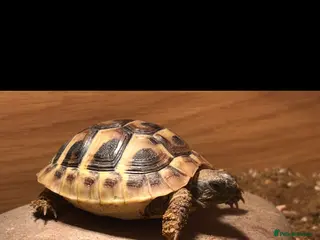 Hermann Tortoise reptiles Herman Tortoise & Table - Advert 1