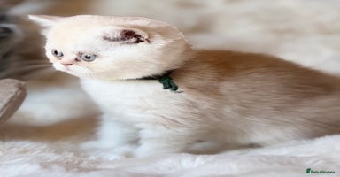 Exotic cats - Advert 4