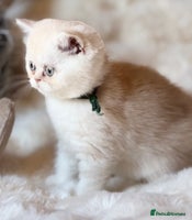 Exotic cats - Advert 10