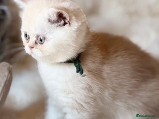 Exotic cats - Advert 3