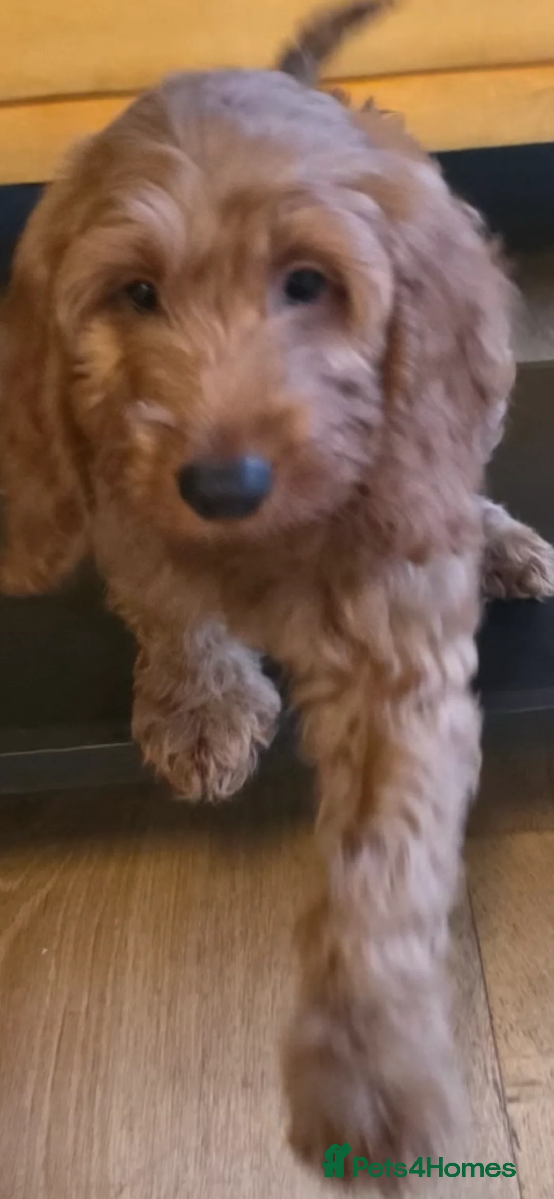 Cockapoo dogs for sale: Stunning 🐶 Red Cockapoo Puppies - Advert 2