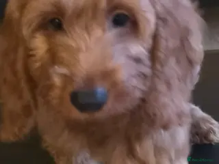 Cockapoo dogs Stunning 🐶 Red Cockapoo Puppies - Advert 9