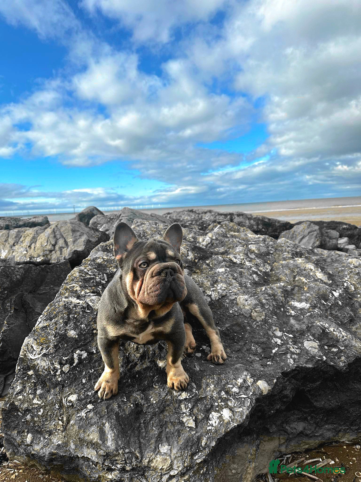 French Bulldog dogs **** french bulldog fluffy carrier in Birkenhead - Advert 22