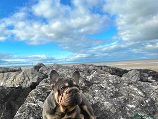 French Bulldog dogs french bulldog fluffy carrier in Birkenhead - Advert 23