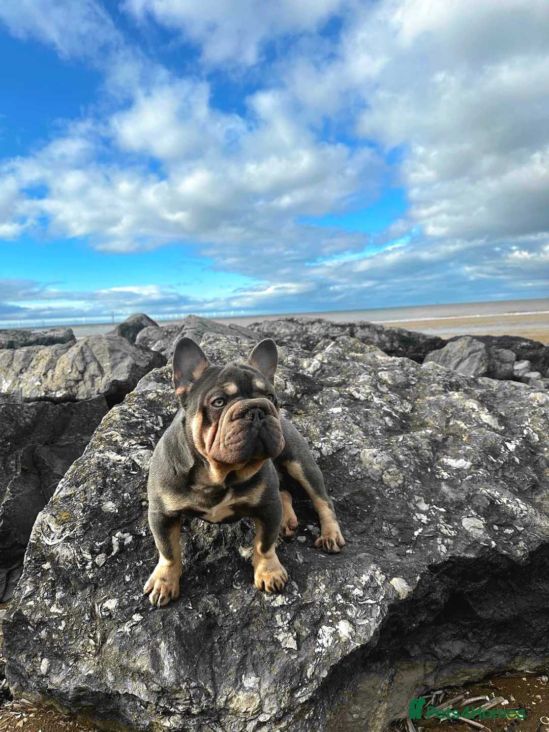 French Bulldog dogs for stud: french bulldog fluffy carrier in Birkenhead - Advert 1