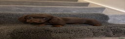 Miniature Dachshund dogs for sale: Beautiful long haired dachshund  - Advert 5