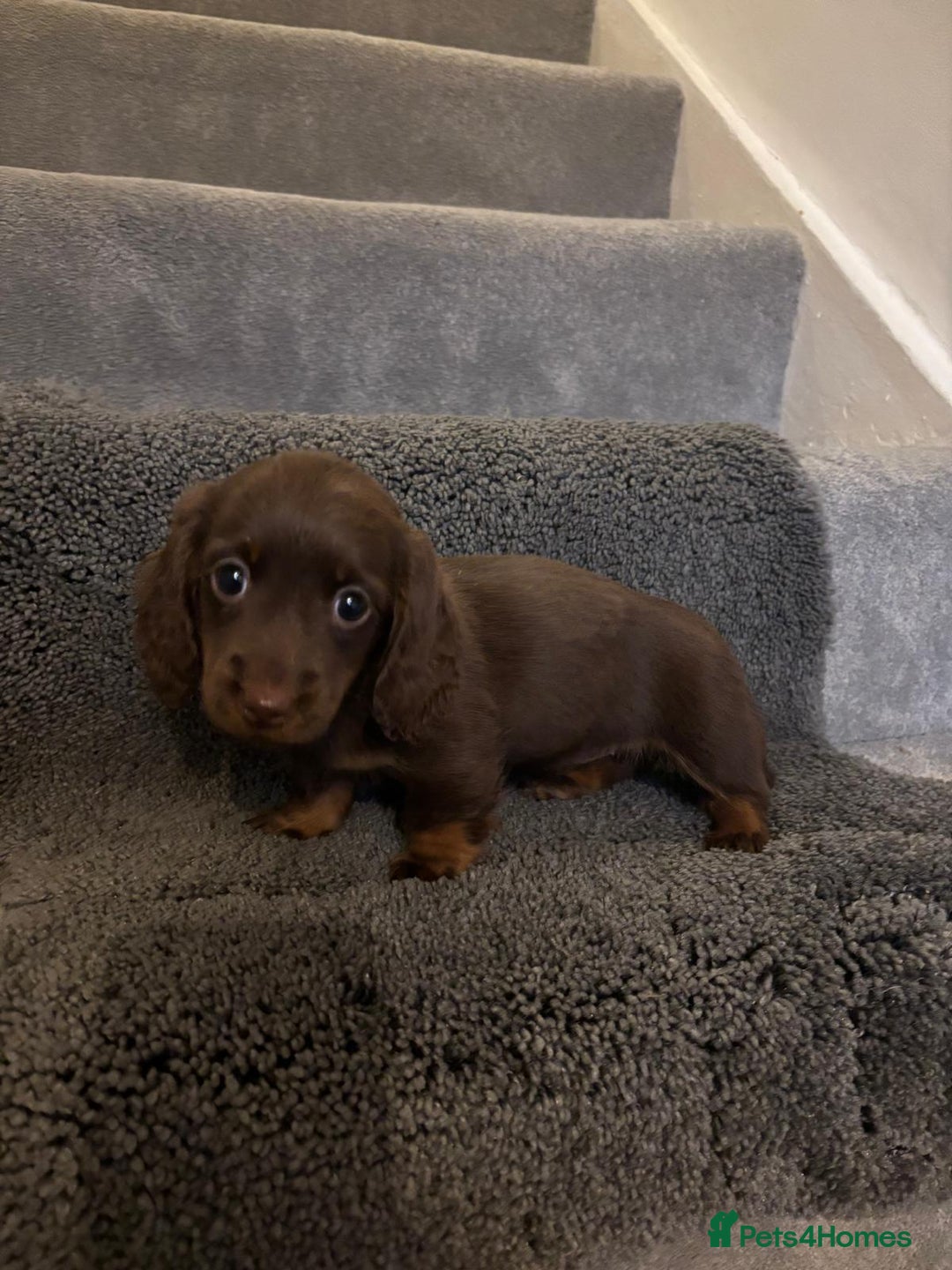 Miniature Dachshund dogs for sale: Beautiful long haired dachshund  - Advert 5