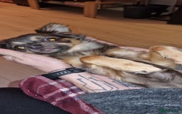 Chihuahua dogs for sale: Male chihuahua - Image 3