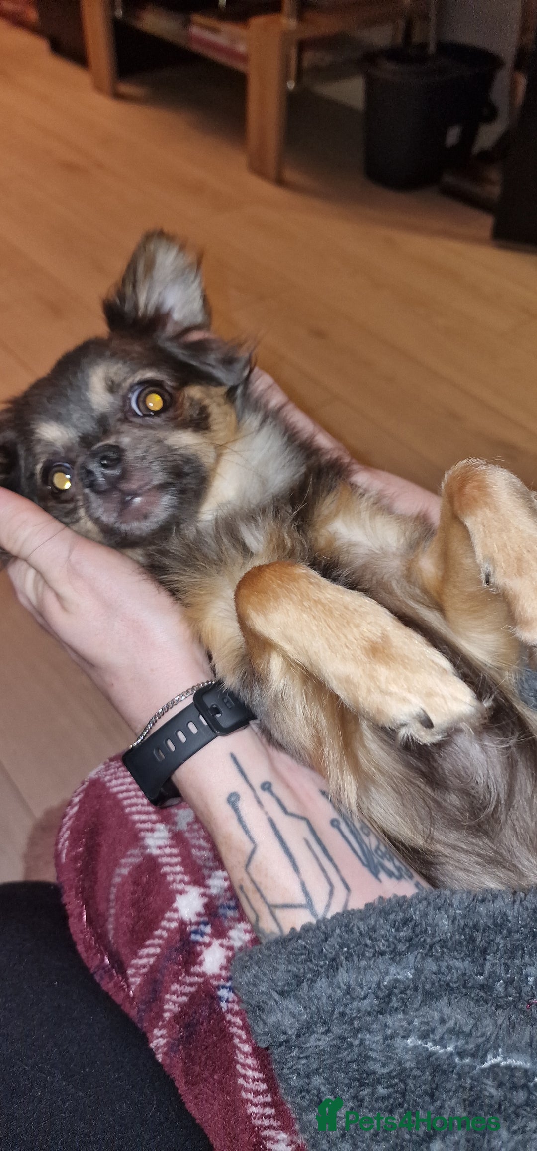 Chihuahua dogs for sale: Male chihuahua - Image 3