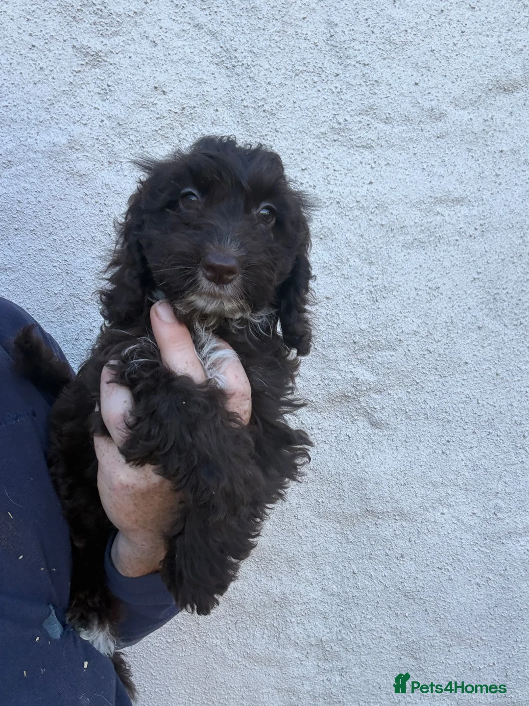 Cockapoo dogs for sale: Ready Now - Chocolate Cockapoo girls  - Advert 2
