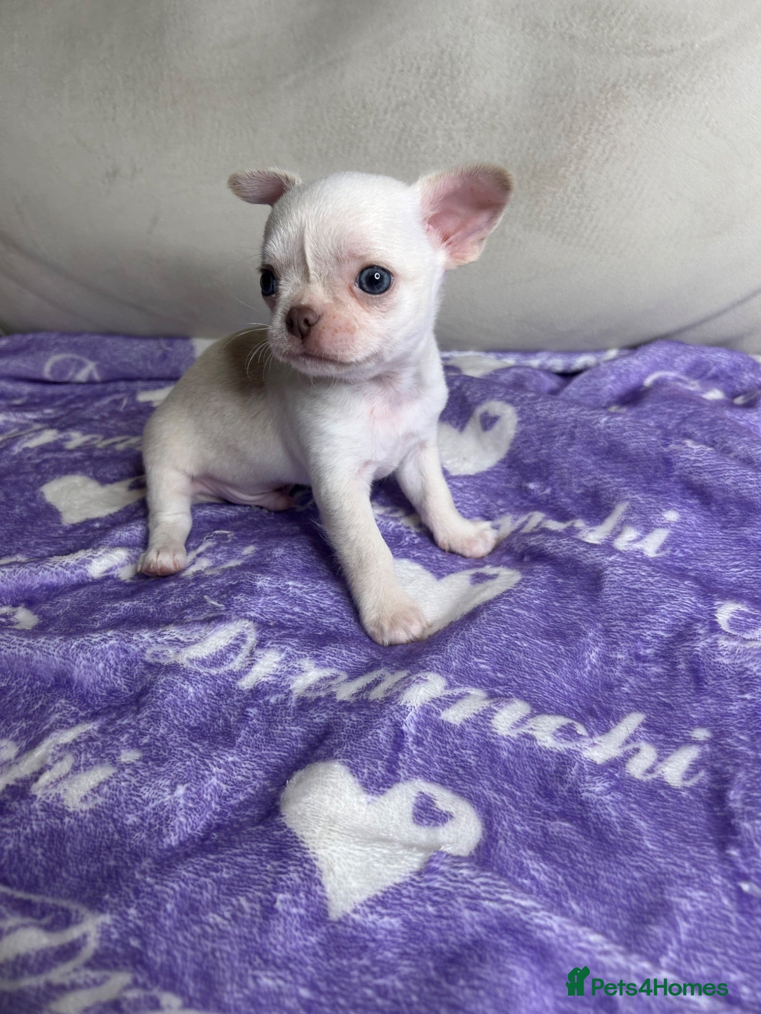 Chihuahua dogs Beautiful cream Chihuahua boy KC - Advert 2