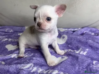 Chihuahua dogs Beautiful cream Chihuahua boy KC - Advert 2