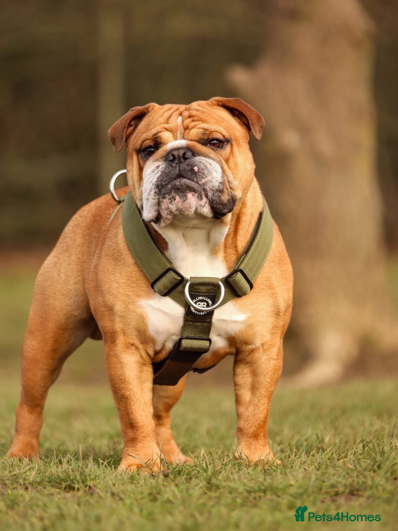 English Bulldog dogs KC health tested standard red male  - Advert 12