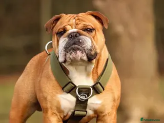 English Bulldog dogs KC health tested standard red male - Advert 12