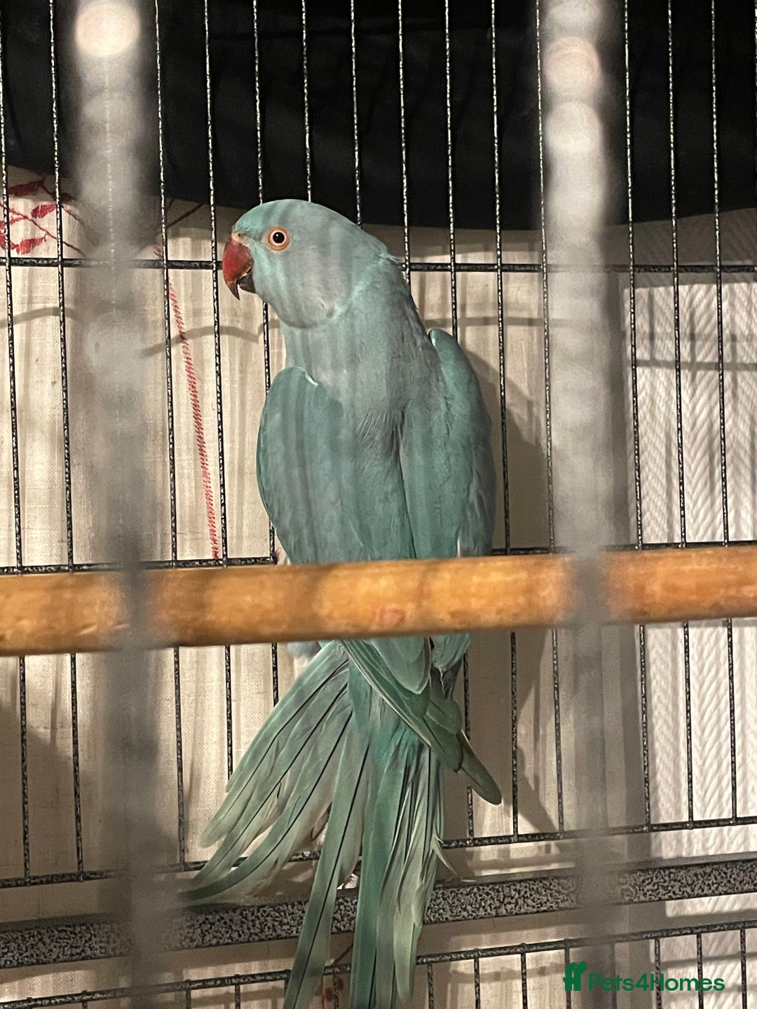 Ringnecks birds for sale: WHISTLING Ringneck  - Advert 2