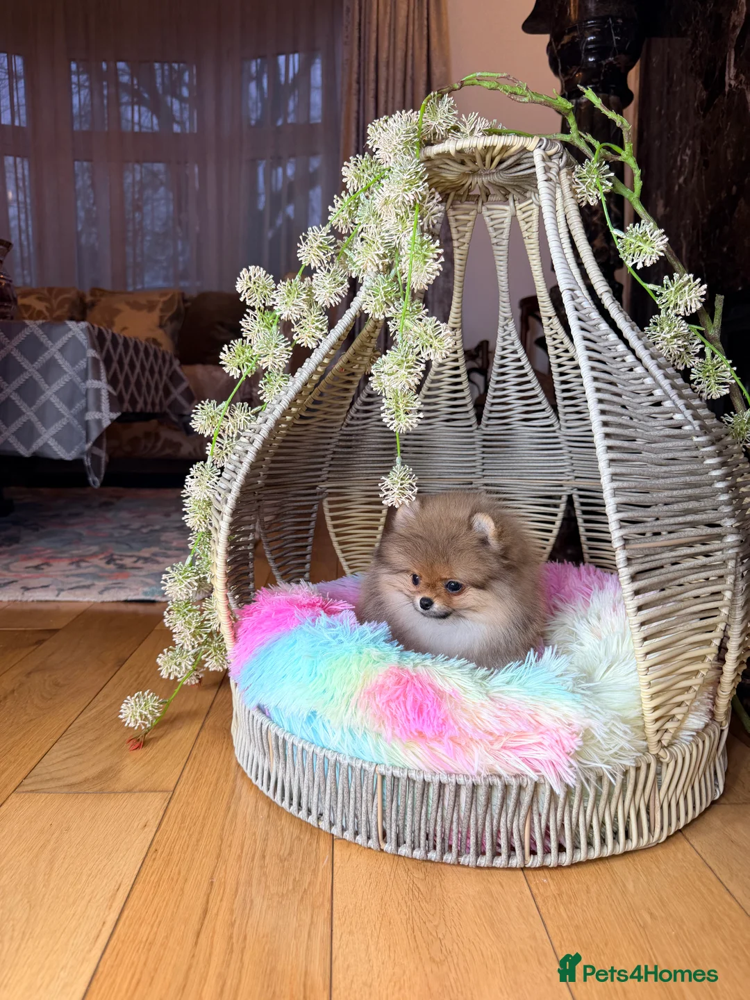 Pomeranian dogs for sale: Orange teddy bear type Pomeranian boy and girl - Advert 13