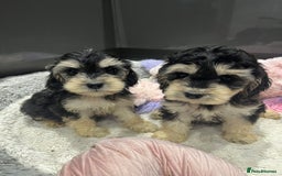 Cockapoo dogs for sale: Beautiful F1 Cockapoo puppies  - Image 28
