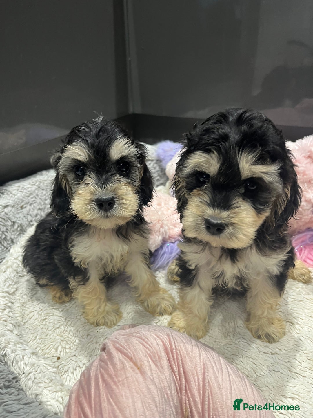 Cockapoo dogs for sale: Beautiful F1 Cockapoo puppies  - Image 28