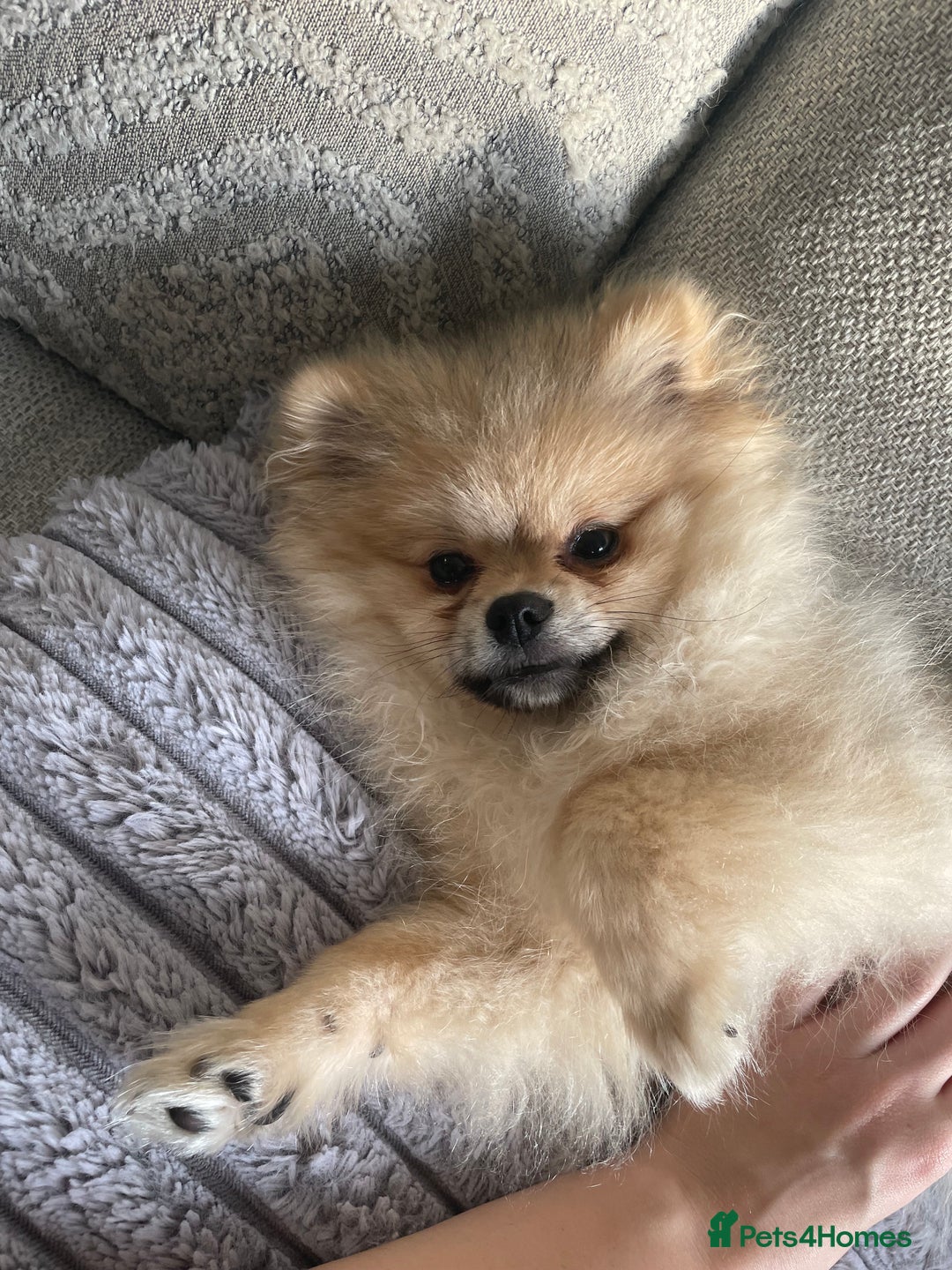Pomeranian dogs for sale: Beautiful Pomeranian Boy - Image 7
