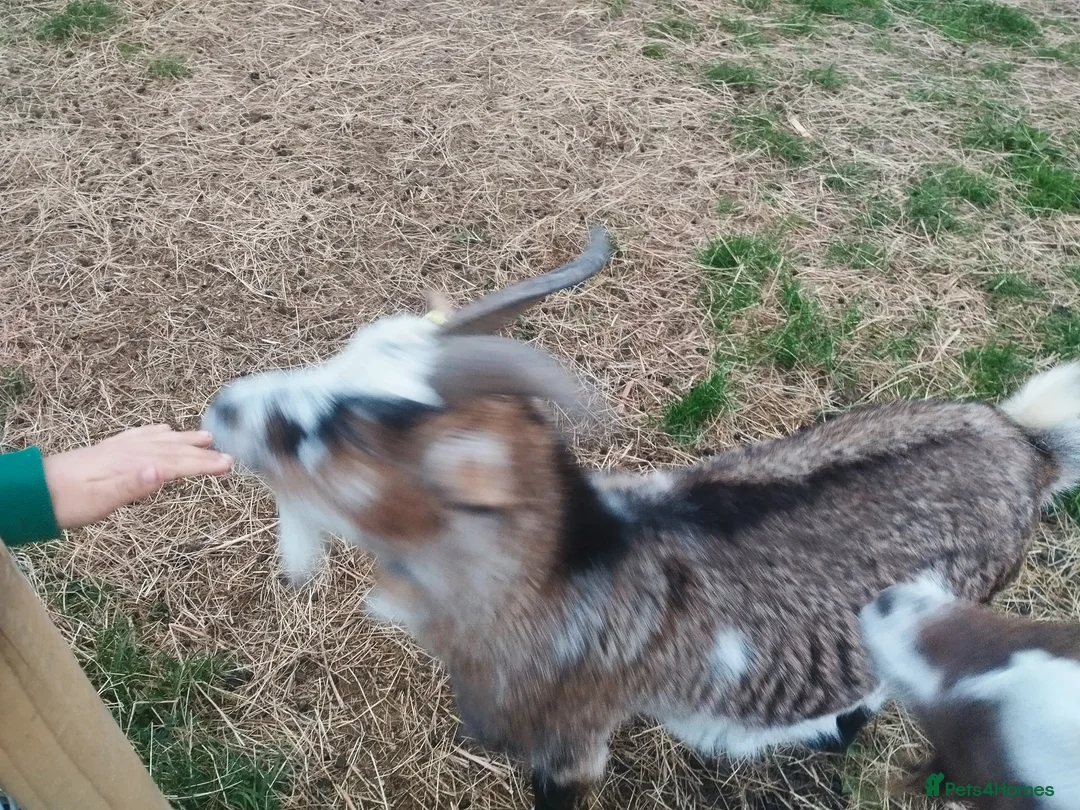 Goats livestock for sale: Two.pigmy goats for.sale in Glastonbury - Advert 2