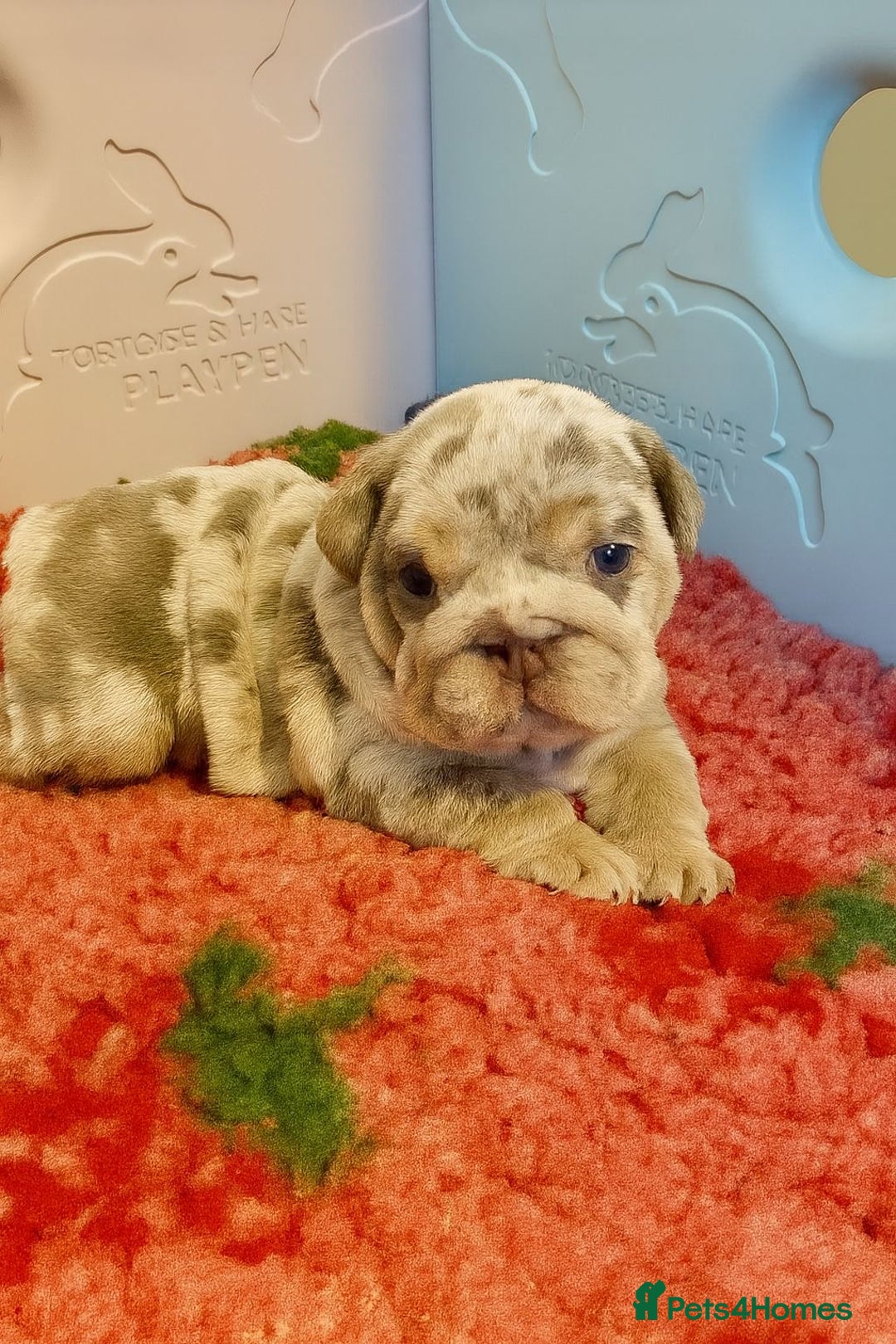 English Bulldog dogs for sale: English Bulldog Pups Fully health Tested Parents  - Advert 6