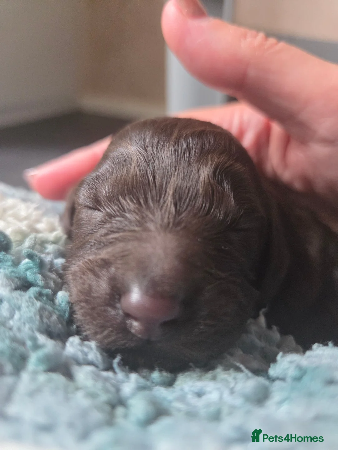 Cockapoo dogs for sale: Cockapoo puppies - Advert 2