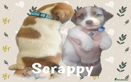 Jack Russell dogs for sale: miniature Jack Russell Puppies - Image 3
