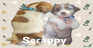 Jack Russell dogs - Advert 16