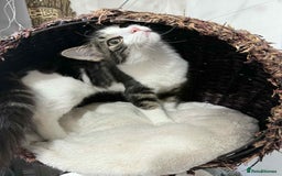 Mixed Breed cats for sale: Beautiful mixed breed looking for a new home  - Image 9