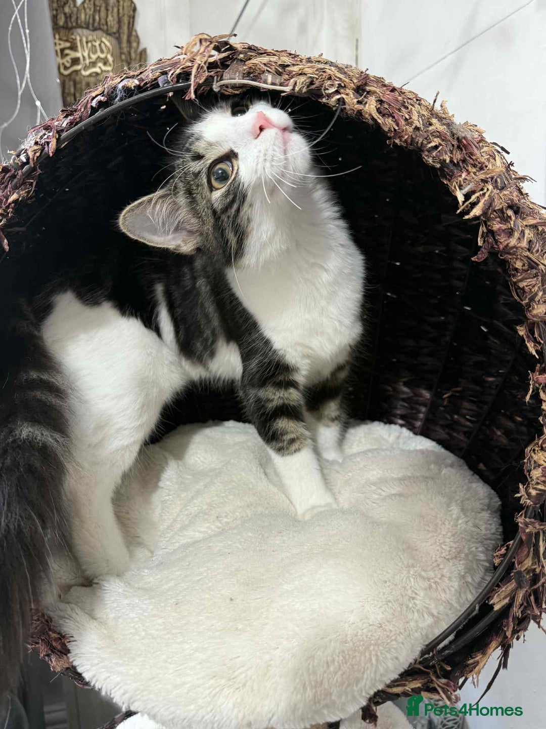 Mixed Breed cats for sale: Beautiful mixed breed looking for a new home  - Image 9