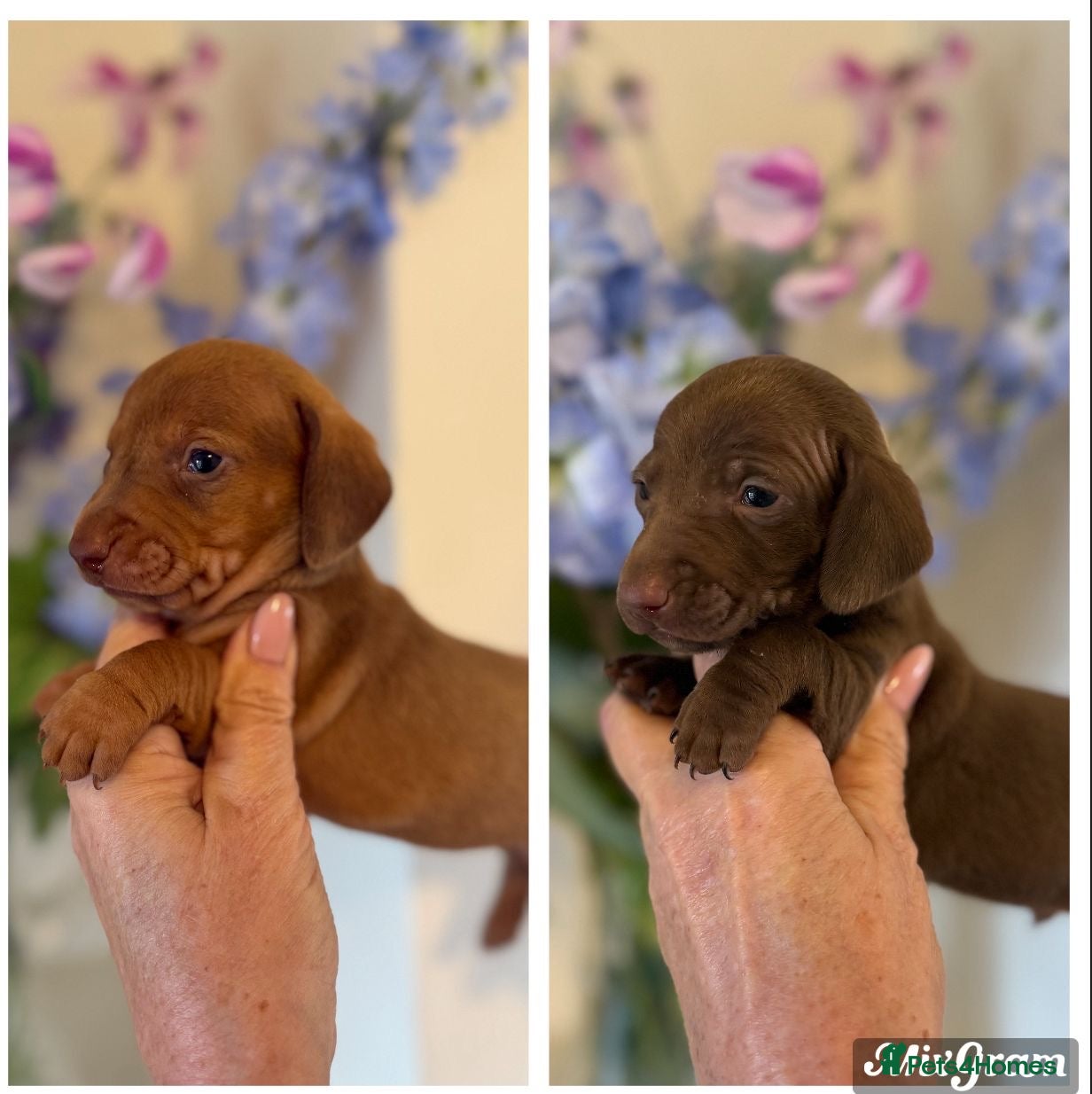 Miniature Dachshund dogs BEAUTIFUL KENNEL CLUB BOY MINIATURE DACHSHUNDS  - Advert 13