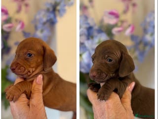 Miniature Dachshund dogs BEAUTIFUL KENNEL CLUB BOY MINIATURE DACHSHUNDS - Advert 4