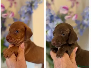 Miniature Dachshund dogs BEAUTIFUL KENNEL CLUB BOY MINIATURE DACHSHUNDS - Advert 16