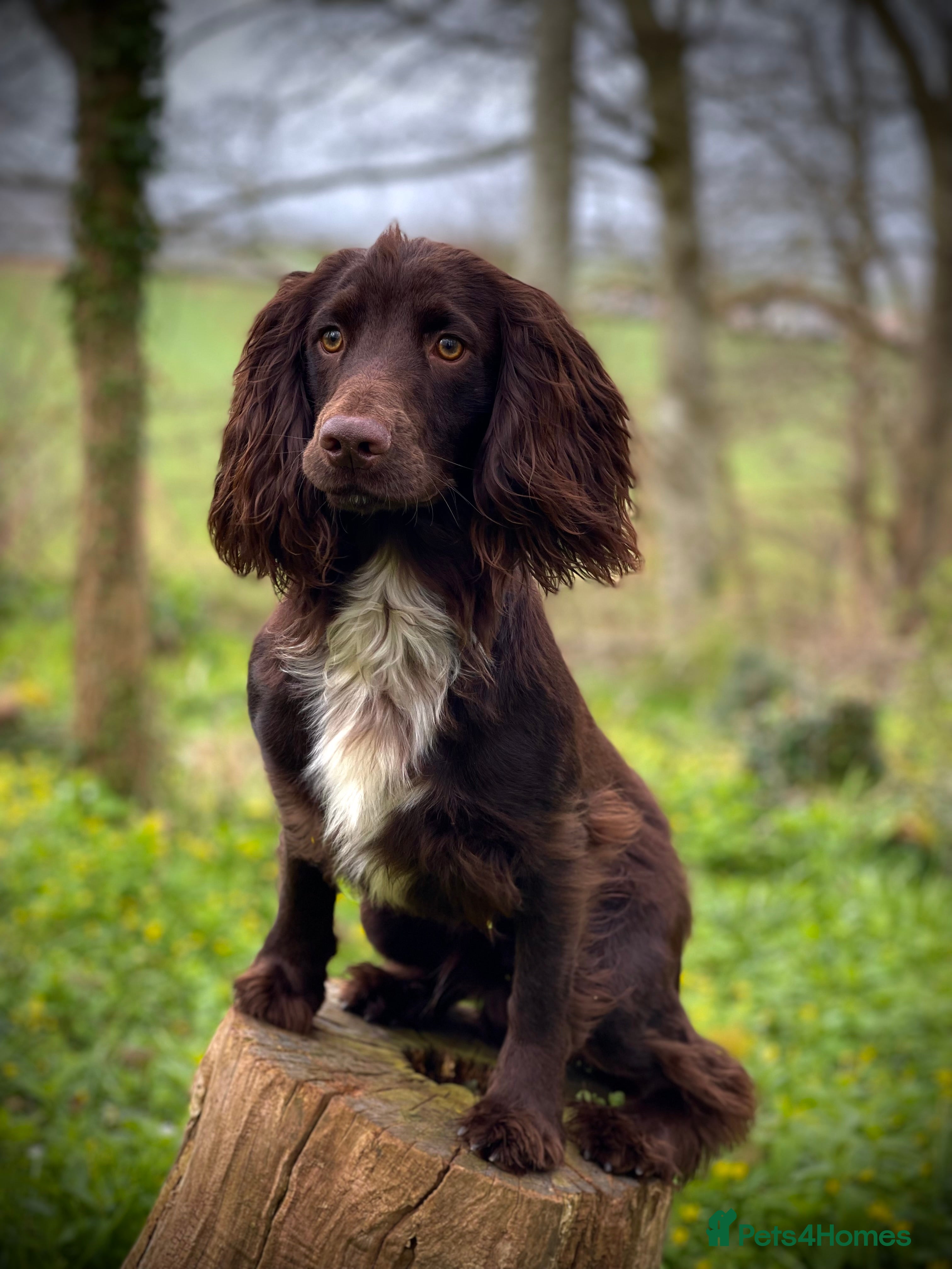 Cocker Spaniel dogs Stunning chocolate working cocker stud in Crediton - Advert 7