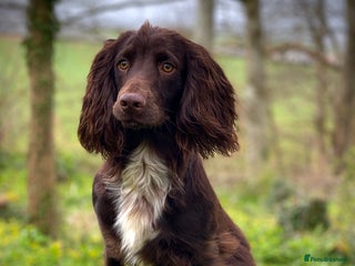 Cocker Spaniel dogs in Crediton - Advert 14