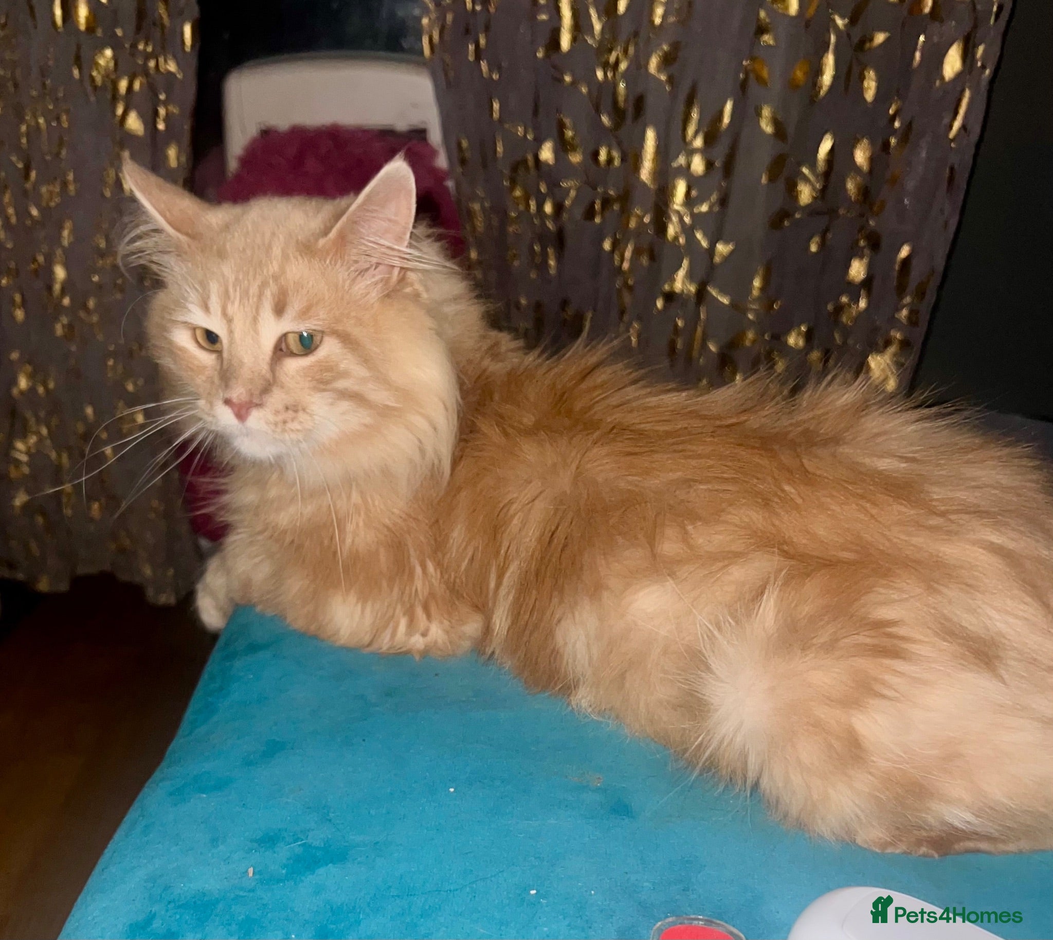 Maine Coon cats Playful Ginger Maine coon - Advert 3