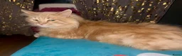 Maine Coon cats for sale: Playful Ginger Maine coon - Advert 1