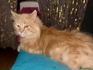 Maine Coon cats Playful Ginger Maine coon - Advert 1