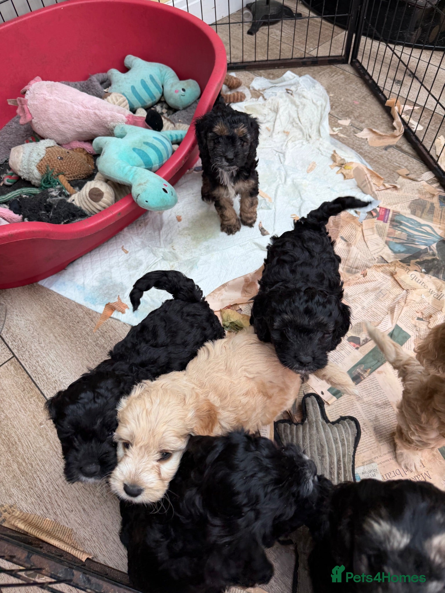 Cockapoo dogs F1 Cockerpoos  - Advert 2